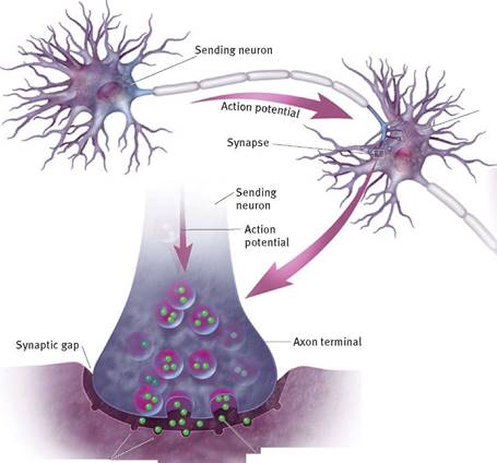 : D:\Indira\inst2015\Myers-D.-G.2010.-Psychology-9th-edition2.files rasmla\image080.jpg